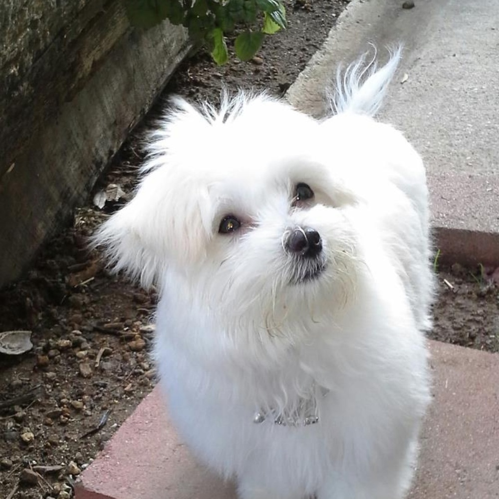 My Darling Sadie Baby 🙏 R.I.P. 🙏 2013-2018